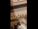 主が来るのを待っていたのんちゃんと一緒に部屋に戻る