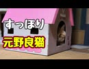吸い込まれていった【元野良猫】【野良猫】