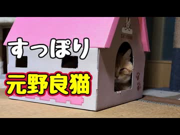 吸い込まれていった【元野良猫】【野良猫】