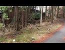 中山道サイクリング中に日本カモシカに遭遇！