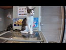 【神回】徳島に猫だらけのホテル発見したんだがｗｗｗ泊まったら天国すぎた件□
