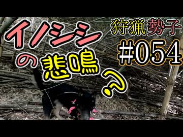 狩猟勢子動画＃054　イノシシの悲鳴？