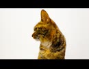 娘猫、家族猫の終末期に戸惑う