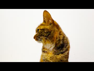 娘猫、家族猫の終末期に戸惑う