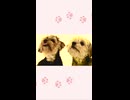 【音街ウナ＆歌愛ユキ＆初音ミク＆GUMI＆flower】ワンにゃん【ショート】