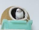 穴の中にジュウシマツとキンカチョウ 止まり木で鳴くインコ2026 5 2