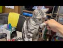 ときどきいっしょにダンスを踊る