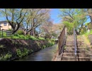 引地川 千本桜→江の島  片瀬東浜海水浴場 2023年04月10日13時34分