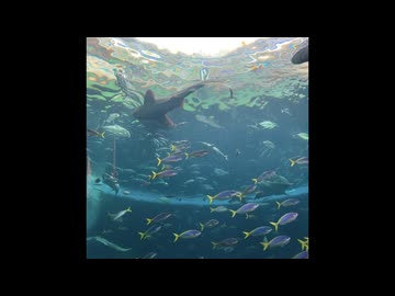 カルダモンP - 入水 (feat. 初音ミク)