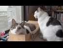 お向かいさんを監視