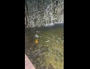 【福岡】福岡市植物園の入口にある池
