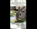 【うさぎ 5歳】乾燥野菜
