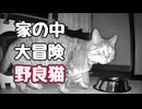 ※この子は【野良猫】です 【元野良猫】