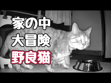 ※この子は【野良猫】です 【元野良猫】