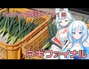 2026年5月2日　日記P1713　今年のネギはこれで最後なのです