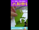ぶどう栽培１年目は垂直に植える！→しかし洗礼を受けてしまう　#家庭菜園 #プランター菜園 #ぶどう栽培 #寝れない夜に #深夜テンション