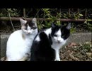 公園で野良子猫の兄弟を発見_近寄って撮影していたら。。。