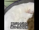 一瞬ギョッとする猫の合体寝相