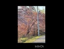 エスコンと桜