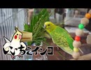 毎日メヒシバが美味い！（保護施設からお迎え6日目