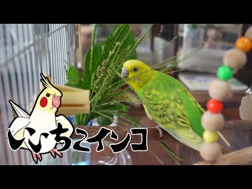 毎日メヒシバが美味い！（保護施設からお迎え6日目