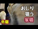 無性に気になる時が あるようで… 【元野良猫】