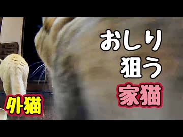 無性に気になる時が あるようで… 【元野良猫】