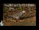 【Vlog】5月の風と鳥の歌。キジバトの食事と、見上げるホオノキの花。