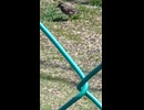 野鳥　低画質＋手ブレすいません