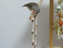 いつもと違う場所での梯子が気になるキンカチョウとマイペースなインコ 2026 5 3