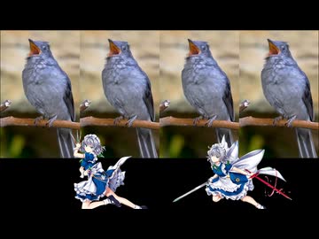【音mad】バード・オブ・ナイツ