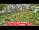 AKBを植えます
