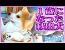 秋田犬、ついに1歳になる！