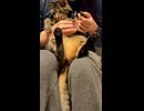 爪切りの恐怖に打ち克ったゆき