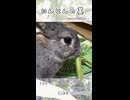 【うさぎ 5歳】にんじんの茎