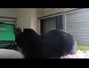 こっちを見ないこま