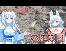 2026年5月3日　日記P1714　世界は賑わう中、家庭菜園で農作業頑張ろう！