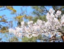 僕らの人生/花隈千冬