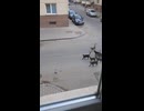 ホモと見るネコの縄張り争い