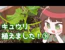 キュウリ植えました（事後報告）①