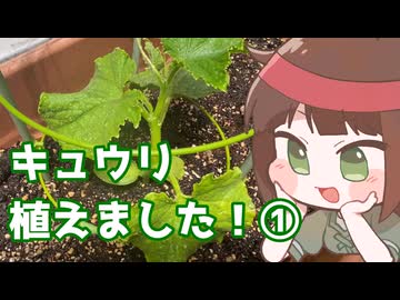 キュウリ植えました（事後報告）①
