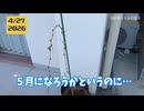 【悲報】ぶどう2年目、春に全く芽が出ない…原因はこれでした　※1:47から3:26ちょっとした虫注意