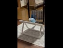クルリンパ！