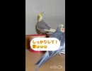 ぴっぴの忍法！