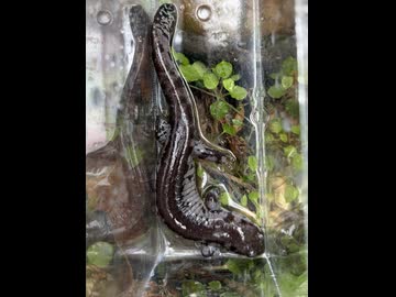 ブチサンショウウオ