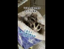 【実験】 フクモモのポーチにアンモニア測定機を入れてみると、匂いの強さはわかるのか？！  #フクロモモンガ #おつモモンガ  #shorts