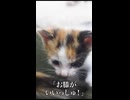 クッションみっちりイモ幼猫6匹