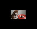 バケツで寝るスーちゃんを見守るグーちゃん　(※少し私の雑音入っちゃいました