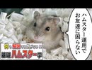 【コント】ハムスター飼育、解説する気はあまりない【基礎ハムスター学】