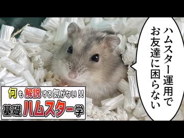 【コント】ハムスター飼育、解説する気はあまりない